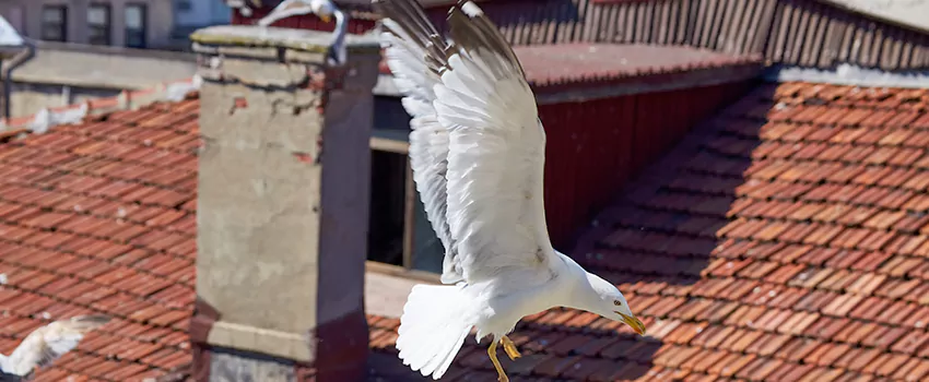 Residential Chimney Animal Removal Solution in Seguin, TX