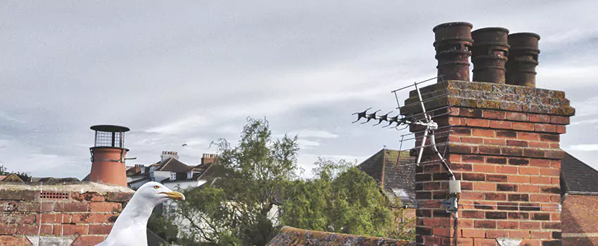 Chimney Cleaning And Restoration in Seguin, Texas